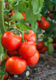 Potato and Tomato Disease Detection